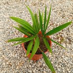 Palma konopná (Trachycarpus fortunei) - výška 20-30 cm, kont. C3L ( -17°C)